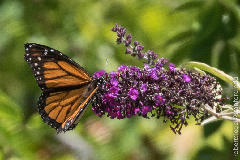 monarch on butterfly bush